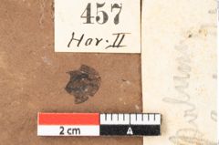 Foto (Detailansicht) von Arecaceae indet.  (NHMW-GEO-2024-0188-0457)